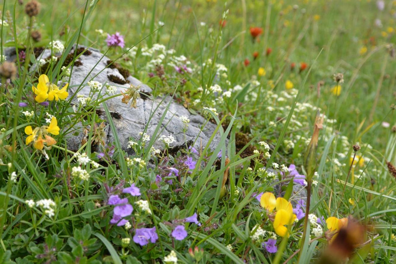 Gloesalm Daire Ramsau am Dachstein Dış mekan fotoğraf